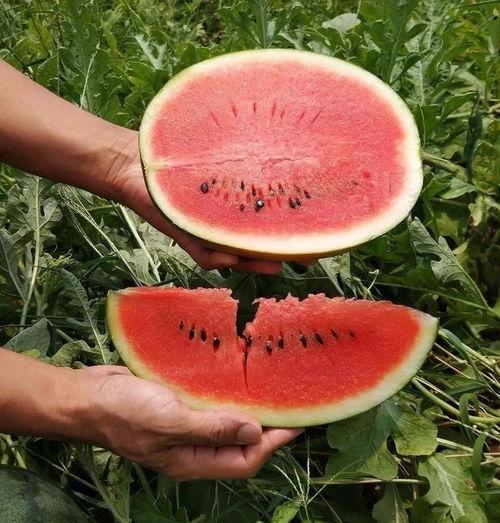 现在是吃瓜的季节