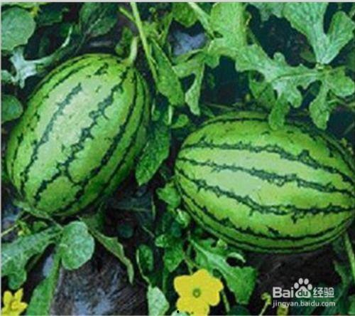 吃的水果 瓜,探寻水果中的“瓜”世界