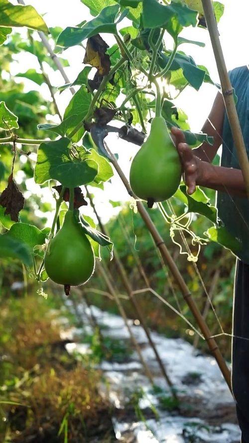 瓢瓜切丝晒干怎么吃,晒干瓢瓜丝的多样美味食用指南
